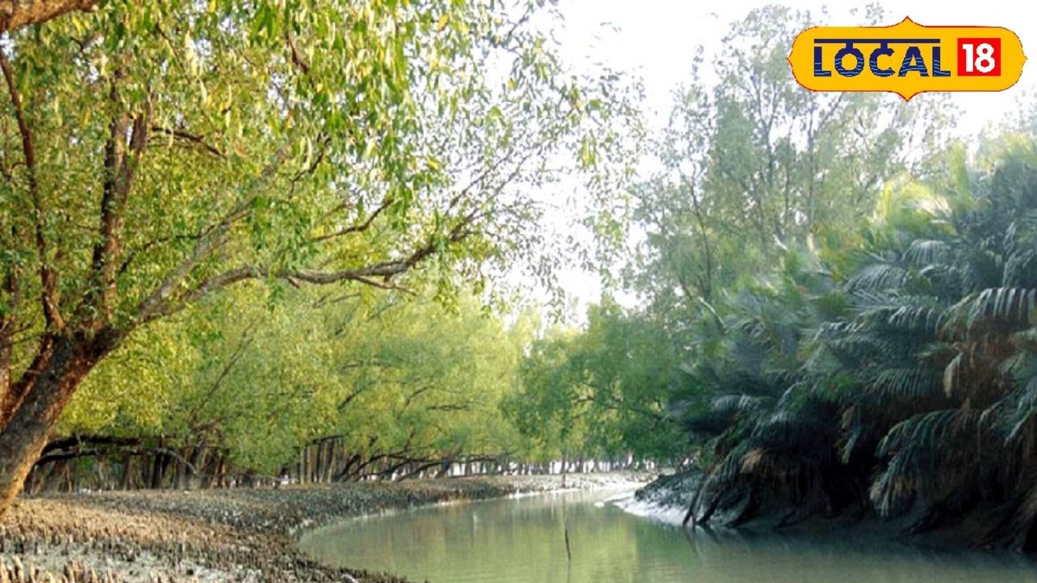 ঘুম ভাঙবে পাখির ডাকে, দেখা মিলতে পারে দক্ষিণরায়ের! সুন্দরবনের কোর জঙ্গল দেখে আসুন