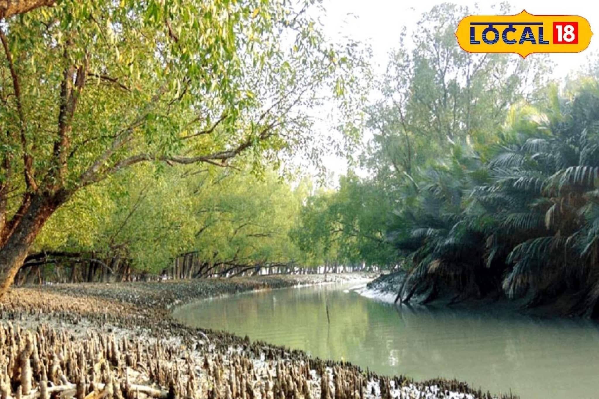 ঘুম ভাঙবে পাখির ডাকে, দেখা মিলতে পারে দক্ষিণরায়ের! সুন্দরবনের কোর জঙ্গল দেখে আসুন