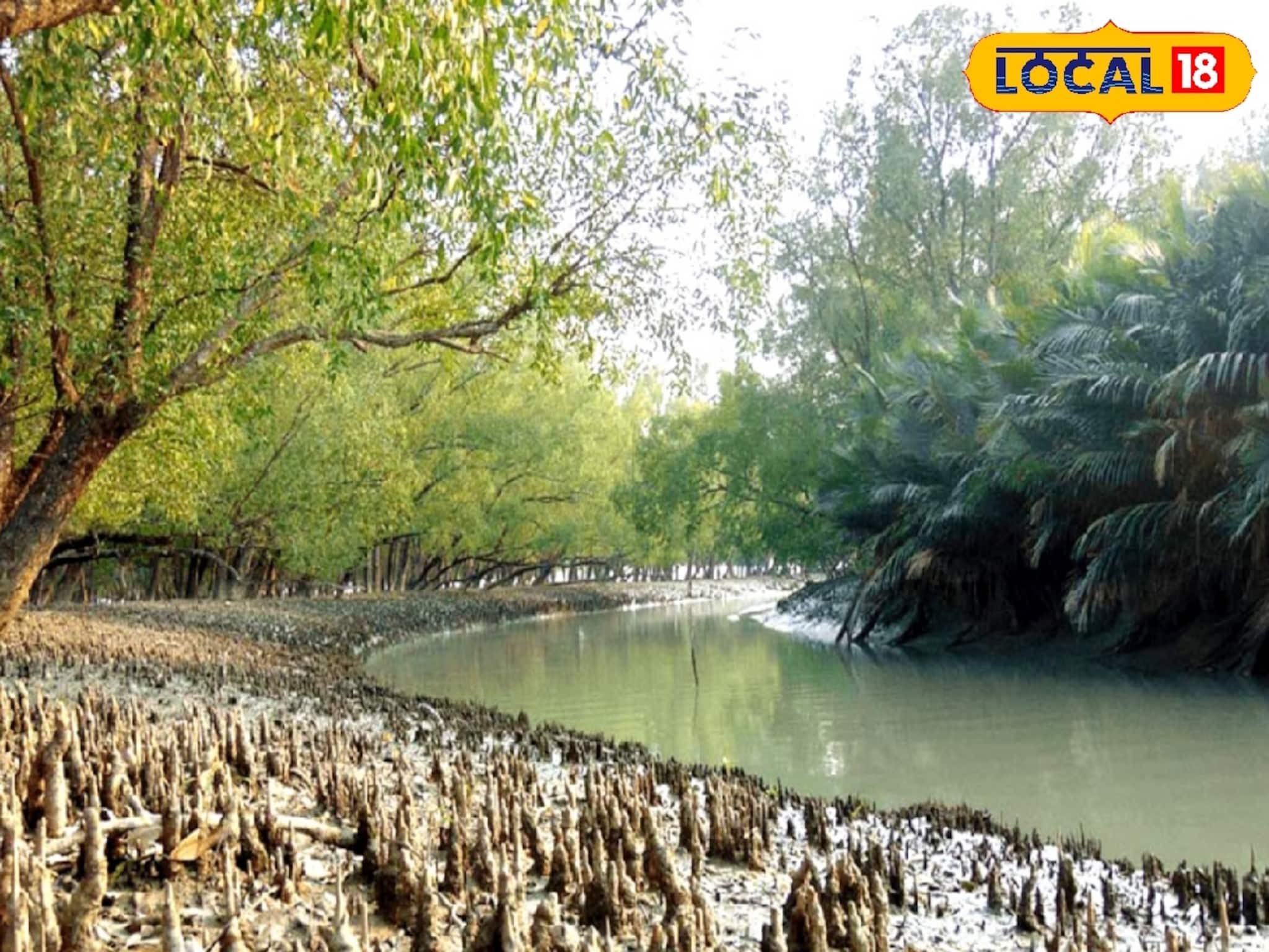 ঘুম ভাঙবে পাখির ডাকে, দেখা মিলতে পারে দক্ষিণরায়ের! সুন্দরবনের কোর জঙ্গল দেখে আসুন