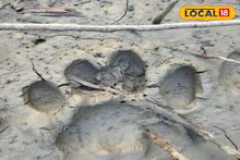 Tiger Footprint: ধানক্ষেতের পাশে বিশাল বিশাল পায়ের ছাপ, সতর্ক করে দিল বন দফতর! বাঘের আতঙ্কে কাঁপছে পাথরপ্রতিমা