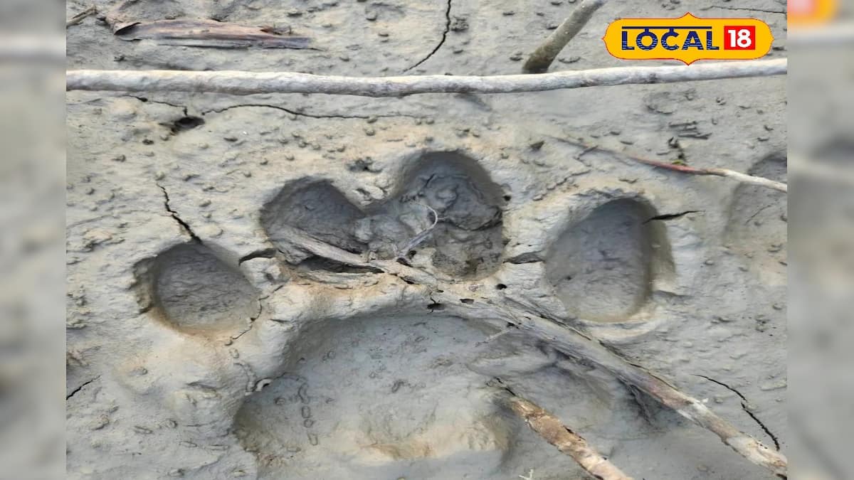 বাঘের পায়ের ছাপ: ধানক্ষেতের পাশে বিশাল পায়ের ছাপ, সতর্ক বন দফতর! পাথরের মূর্তি বাঘের ভয়ে কেঁপে ওঠে