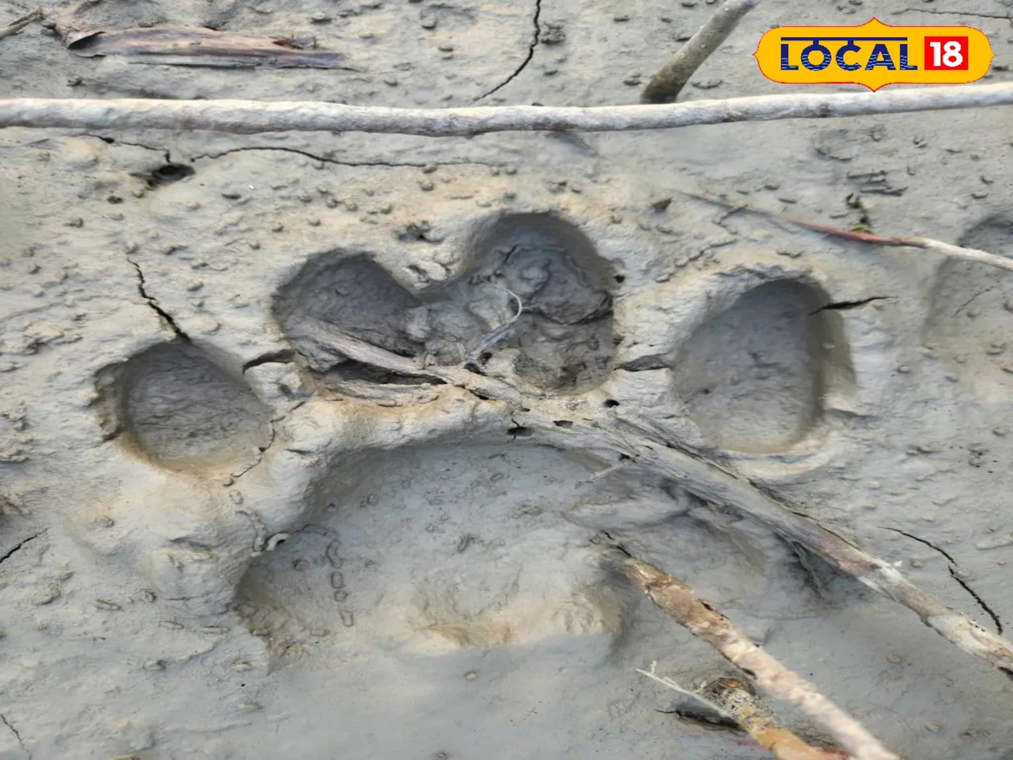 Tiger Footprint: ধানক্ষেতের পাশে বিশাল বিশাল পায়ের ছাপ, সতর্ক করে দিল বন দফতর! বাঘের আতঙ্কে কাঁপছে পাথরপ্রতিমা