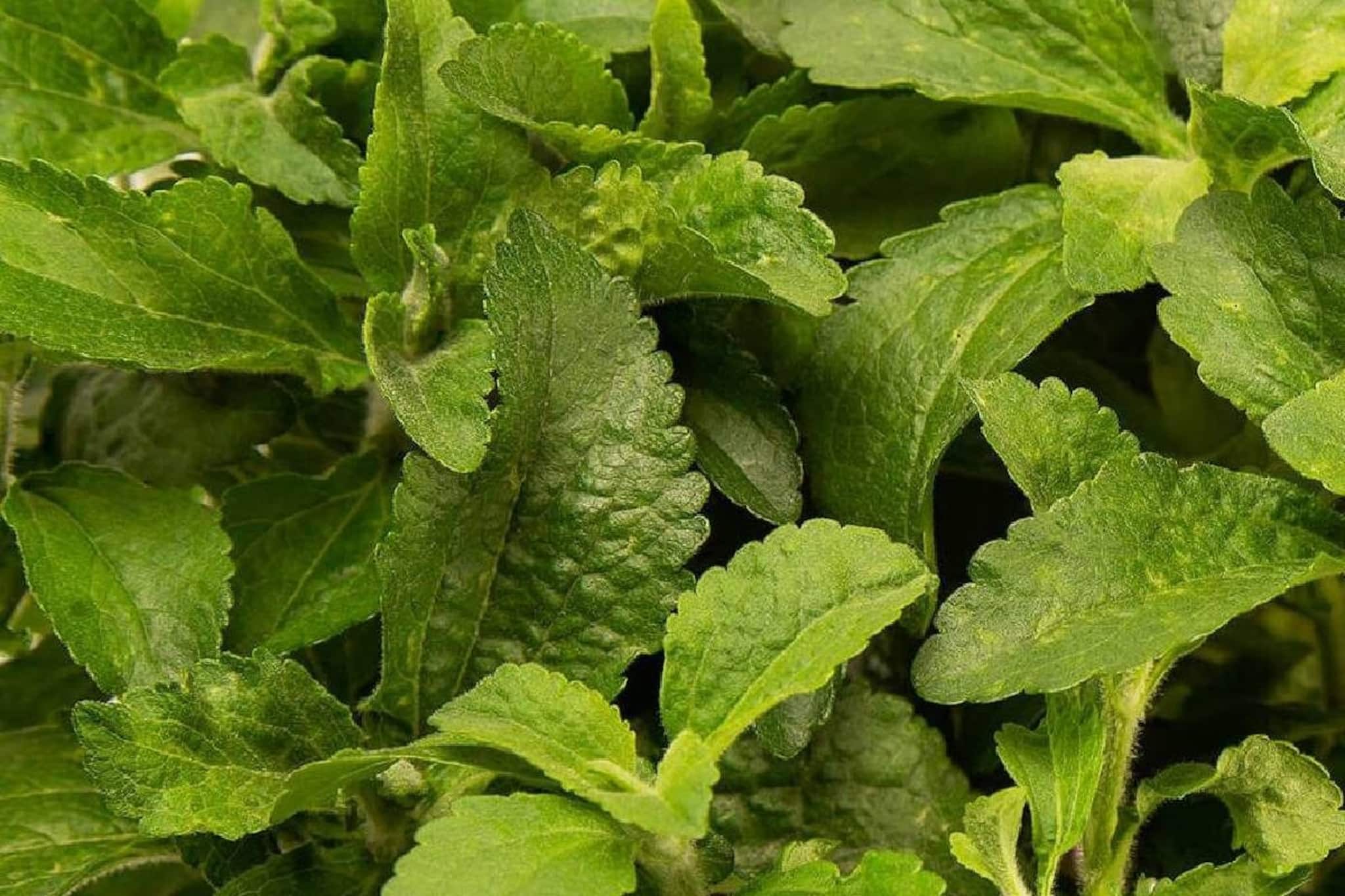 অত্যাশ্চর্য পাতা! ডায়াবেটিসের যম, অথচ চিনির থেকে ৩০ গুণ বেশি মিষ্টি অত্যাশ্চর্য পাতা! ডায়াবেটিসের যম, অথচ চিনির থেকে ৩০ গুণ বেশি মিষ্টি