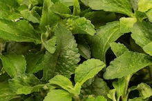 High Blood Sugar Control Tips: আপনি ডায়াবেটিক..! বাড়িতে রাখুন এই গাছ, ডায়াবেটিসের যম, অথচ চিনির থেকে ৩০ গুণ বেশি মিষ্টি! এইভাবে খেলেই হুড়মুড়িয়ে কমবে ওজনও