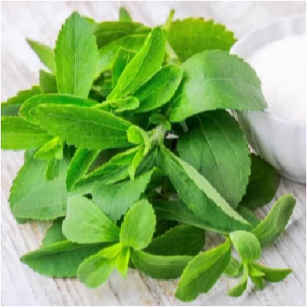 এই ভেষজ উদ্ভিদ স্টেভিয়া শরীরে শর্করার মাত্রা ঠিক রাখতে অত্যন্ত গুরুত্বপূর্ণ। বিশেষজ্ঞরা মনে করেন, স্টেভিয়া গাছ উচ্চ রক্তচাপ কমানো এবং চর্মরোগে ছত্রাকনাশক হিসাবে কাজ করে। এই গাছের পাতা অত্যন্ত মিষ্টি স্বাদের। তাই চায়ে চিনির পরিবর্তে কিংবা অন্যান্য কেমিক্যাল-এর পরিবর্তে এই পাতা দিয়ে খাওয়া যেতে পারে। 