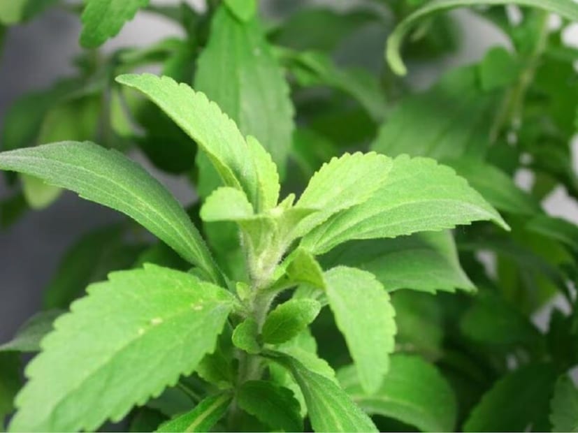 তবে আর চিন্তা নেই এই গাছের পাতা হাজারো চিনির দানার সমান। অনেকের মনে প্রশ্ন জাগতেই পারি কি এই গাছ? তাহলে জেনে রাখুন তুলসী গাছের মতো দেখতে এই গাছের নাম স্টেভিয়া অনেকে আবার চিনি গাছ নামেও চেনে।