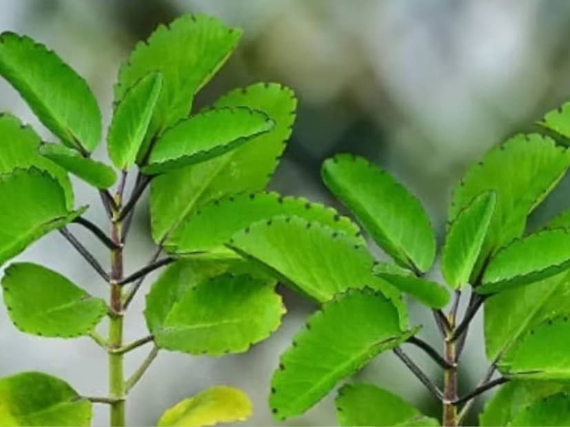 বর্তমানে উত্তরবঙ্গ বিশ্ববিদ্যালয়ের কোফার্ম বিভাগে এই গাছের চারা চাষ করা হচ্ছে। উত্তরবঙ্গের মাটিতে কৃষকদের স্টিভিয়া চাষ শেখাতে বিশেষ প্রশিক্ষণ দেবে উত্তরবঙ্গ বিশ্ববিদ্যালয়ের কোফার্ম বিভাগ। 