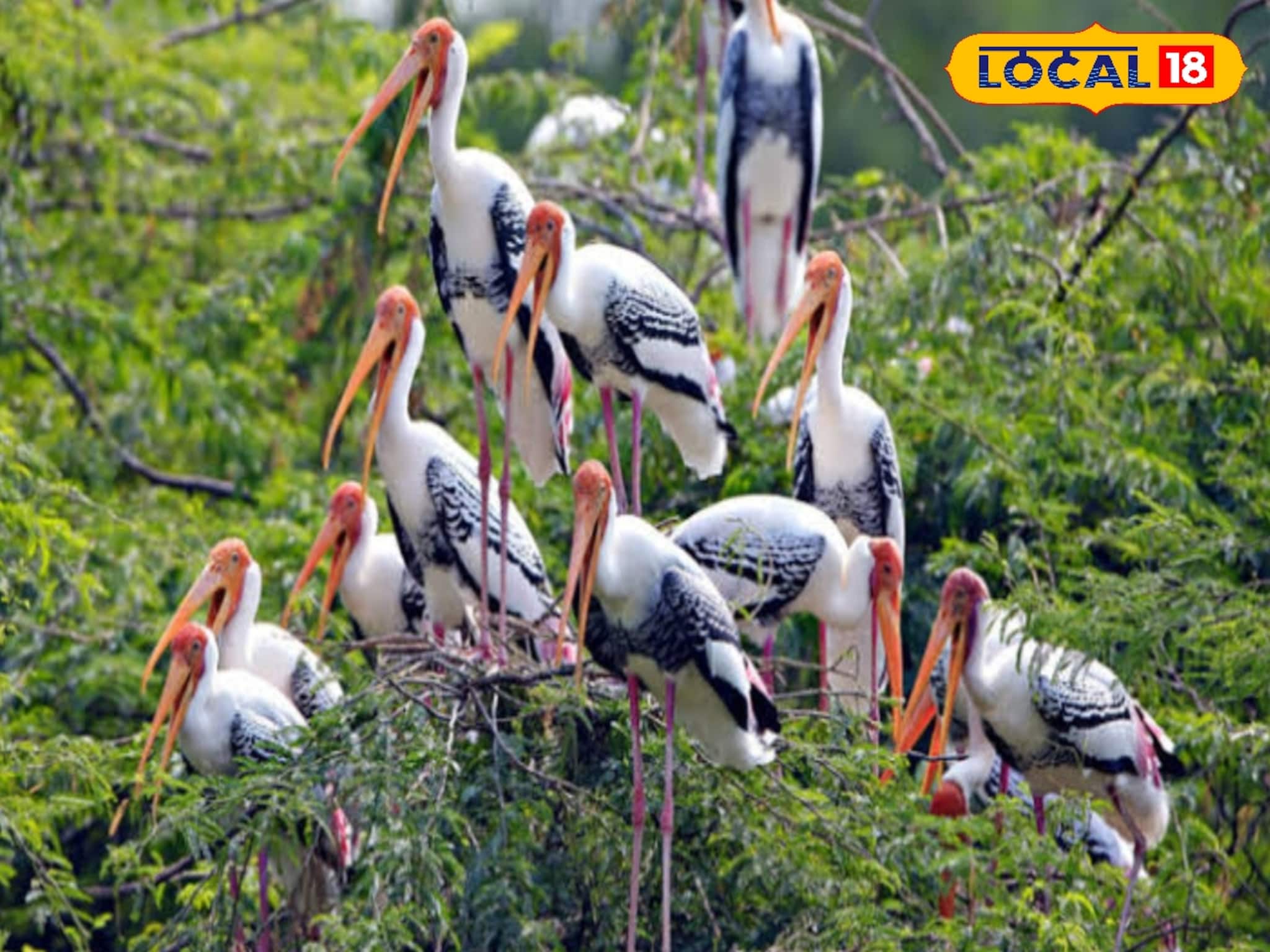 Sundarban Bird Festival: সুন্দরবনে শুরু হতে চলেছে পাখি উৎসব, অংশগ্রহণে সুযোগ পাবেন ২৪ পাখিপ্রেমী! আবেদন পদ্ধতি জানাল কর্তৃপক্ষ