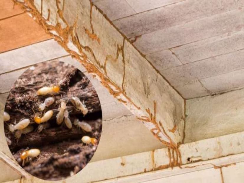 এই কারণেই আপনার বাড়ির কাঠের জিনিসপত্র ঘন ঘন পরীক্ষা করা উচিত। উইপোকা কাঠের ভেতরের অংশ নষ্ট করে এবং উপরের অংশ অক্ষত রাখে। অতএব, উপরের অংশটি ভাল আছে বলে উইপোকা আদৌ নেই এমনটা ধরে নেওয়ার পরিবর্তে, আপনার দরজা-জানালাগুলি পরীক্ষা করুন ভাল করে। যদি জানালা এবং দরজার কাছে প্রচুর পোকামাকড়ের ডানা থাকে, তাহলে নিশ্চিত থাকুন যে উইপোকাও আছে।