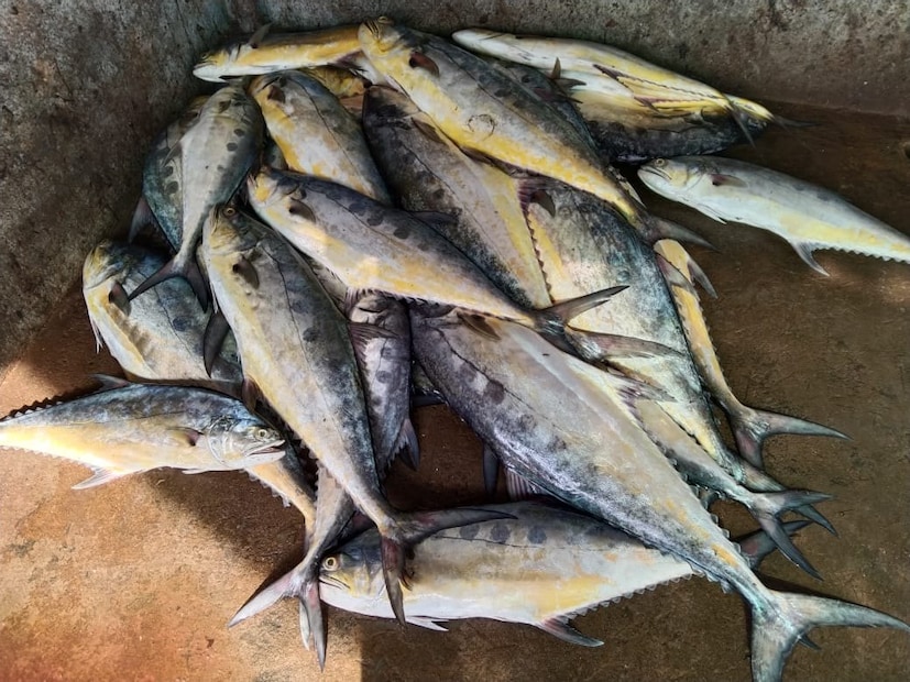 এরা শেওলা, সামুদ্রিক ঘাস, মোলাস্ক এবং পাথরের মধ্যে লুকিয়ে থাকা ছোট পোকামাকড় খেয়ে বাস করে। এর ফলে এদের স্বাদ ভাল হয়। যেহেতু এদের কাঁটা কম থাকে, তাই শিশু এবং প্রাপ্তবয়স্ক উভয়ই এই মাছগুলি তাড়িয়ে তাড়িয়ে খায়।