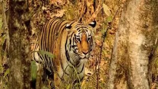 উত্তরের জঙ্গলে কত বাঘ?