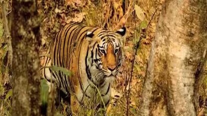 উত্তরের জঙ্গলে বাঘশুমারি উত্তরের জঙ্গলে বাঘশুমারি