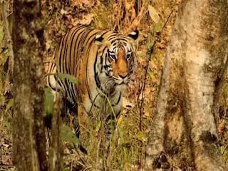 উত্তরের জঙ্গলে বাঘশুমারি উত্তরের জঙ্গলে বাঘশুমারি