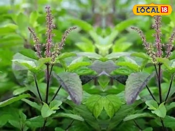 এই দিন ছেঁড়া দূরে থাক, ভুলেও ছোঁবেন না তুলসী গাছ! নিমেষে ছারখার হবে সুখ-সমৃদ্ধি এই দিন ছেঁড়া দূরে থাক, ভুলেও ছোঁবেন না তুলসী গাছ! নিমেষে ছারখার হবে সুখ-সমৃদ্ধি