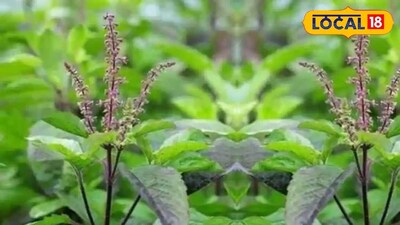 কোন দিনে তুলসী পাতা ছেঁড়া সম্পূর্ণ নিষেধ? জানুন পূজার নিয়ম