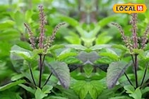 এই দিন ছেঁড়া দূরে থাক, ভুলেও ছোঁবেন না তুলসী গাছ! নিমেষে ছারখার হবে সুখ-সমৃদ্ধি