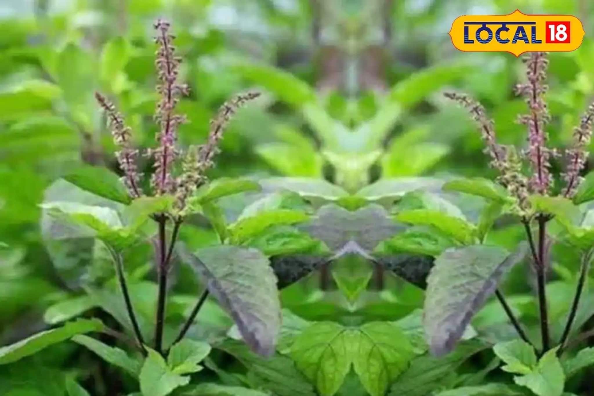 এই দিন ছেঁড়া দূরে থাক, ভুলেও ছোঁবেন না তুলসী গাছ! নিমেষে ছারখার হবে সুখ-সমৃদ্ধি এই দিন ছেঁড়া দূরে থাক, ভুলেও ছোঁবেন না তুলসী গাছ! নিমেষে ছারখার হবে সুখ-সমৃদ্ধি