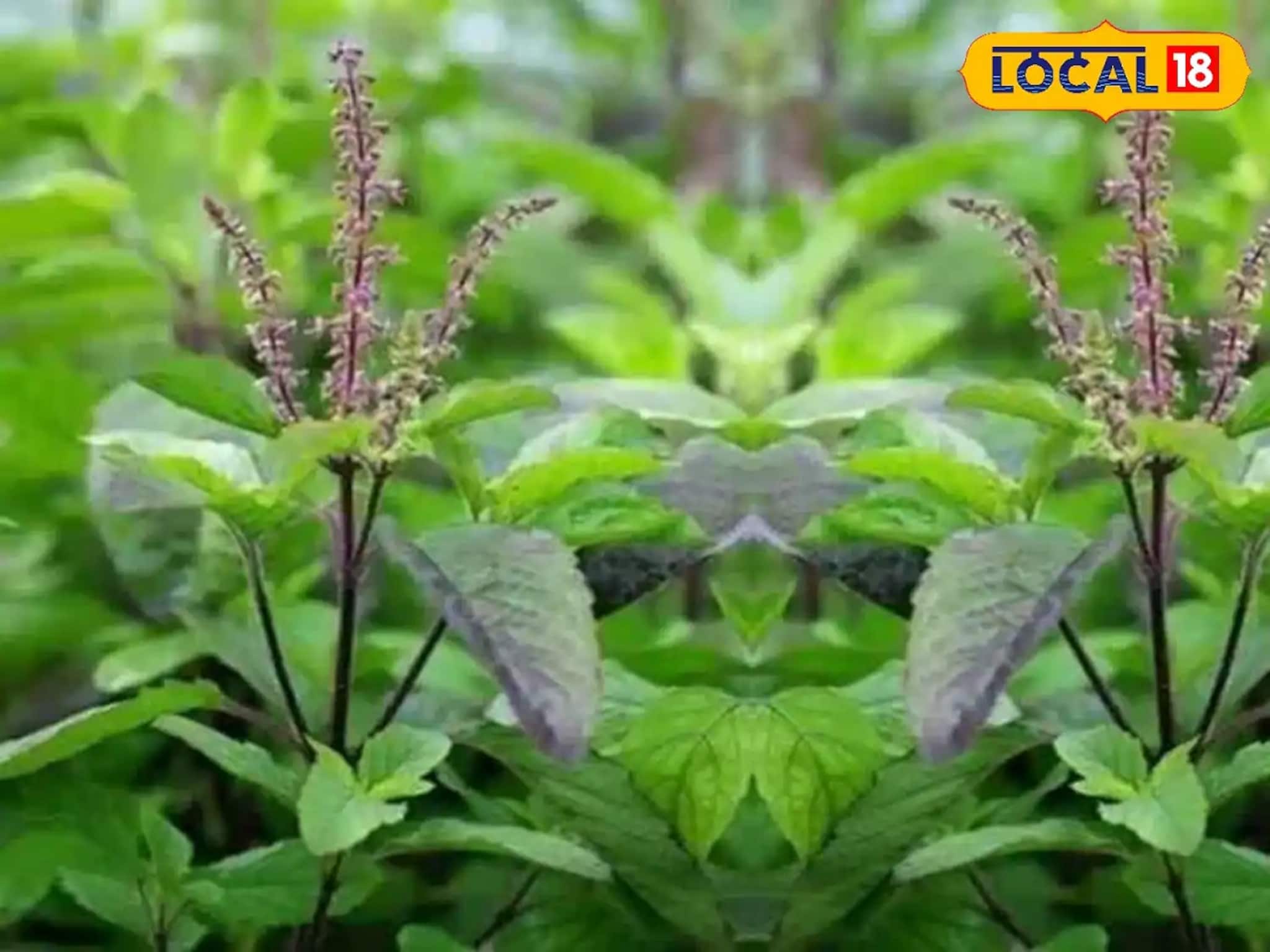 এই দিন ছেঁড়া দূরে থাক, ভুলেও ছোঁবেন না তুলসী গাছ! নিমেষে ছারখার হবে সুখ-সমৃদ্ধি এই দিন ছেঁড়া দূরে থাক, ভুলেও ছোঁবেন না তুলসী গাছ! নিমেষে ছারখার হবে সুখ-সমৃদ্ধি