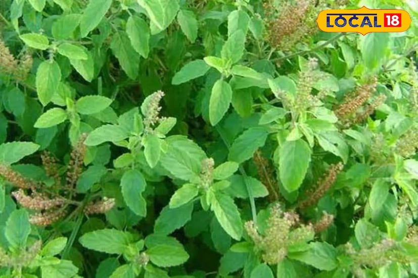 ডিসক্লেইমার - উপরের বিষয়গুলি মানতেই হবে এমন কোনও বিষয় নেই৷ কোনও সমস্যা হলে বিশেষজ্ঞের পরামর্শ নিন৷ কিছু হলে নিউজ 18 বাংলা কোনওভাবেই দায়ি থাকবে না৷ 