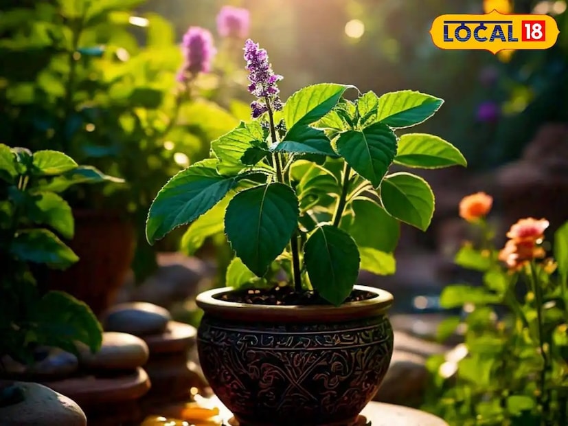 হিন্দু ধর্মে তুলসীকে খুবই শুভ গাছ হিসেবে গণ্য করা হয়। এটি মা লক্ষ্মীর প্রতীক এবং ভগবান বিষ্ণুর খুব প্রিয়।