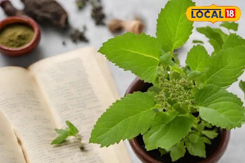 তুলসী পাতা খেলে রক্ত পরিশোধিত হয় এবং ত্বক ও চুল ভাল থাকে। তুলসী পাতার রস জ্বর, ব্রঙ্কাইটিস, কাশি এবং হজমের সমস্যায় উপকারী।