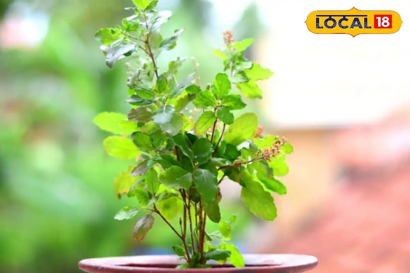 তুলসী পাতা মুখের দুর্গন্ধ দূর করে। তুলসী গাছে বায়ু-পরিশোধক গুণ রয়েছে। এর আশেপাশে ইতিবাচক শক্তি থাকে এবং এটি নেতিবাচক শক্তি দূর রাখে। তুলসী গাছের সামনে সন্ধ্যায় ঘিয়ের প্রদীপ জ্বালালে ঘরে সুখ-সমৃদ্ধি আসে।