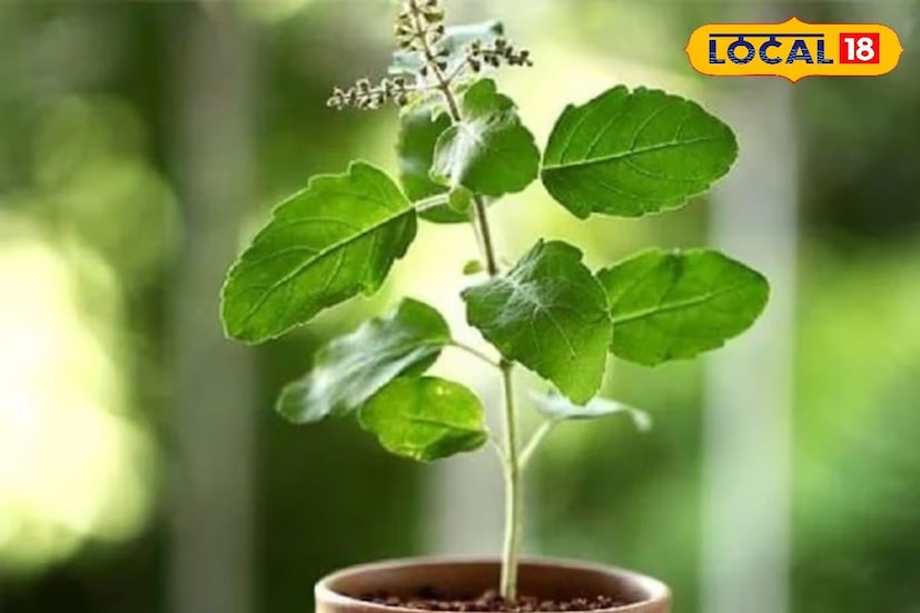 রবিবার, একাদশী এবং গ্রহণের দিনে তুলসী পাতা ছেঁড়া একেবারেই উচিত নয়। রবিবার এবং একাদশীর দিনে তুলসী গাছে জল নিবেদন করা নিষেধ, কারণ এই দিনে মা তুলসী ভগবান বিষ্ণুর জন্য উপবাস পালন করেন।