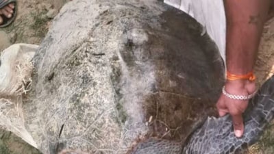 কচ্ছপ, অলিভ রিডলে, হাওড়া, রূপনারায়ণে, কচ্ছপের সন্ধান রূপনারায়ণে,