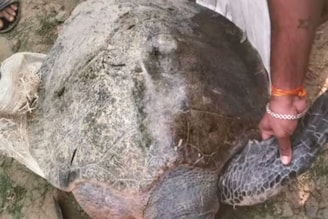 দশ, বিশ, ত্রিশ নয়, ওজন ৪০ কেজি! পথ ভুলে সমুদ্র থেকে নদীতে ওটা কী এল...! শোরগোল রূপনারায়ণে