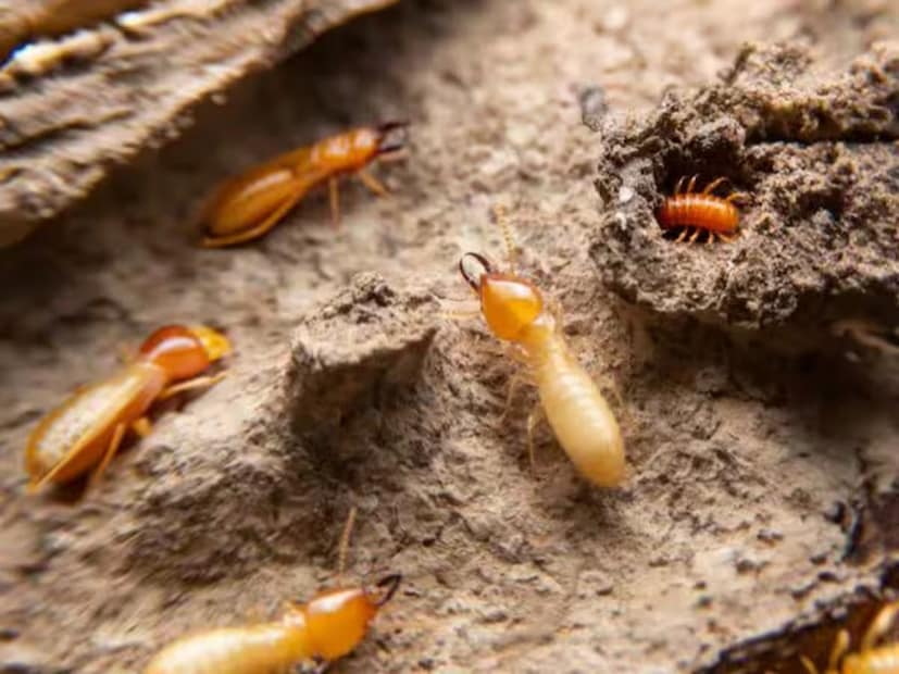 উইপোকা অন্ধকার জায়গায় বাসা বাঁধে। বাইরে থেকে কাঠের উপর এদের কোনও চিহ্ন দেখা যায় না। তবে আপনি দেয়ালে এদের মাটির পাইপ, ঝরে পড়া ডানার গুচ্ছ ইত্যাদি দেখলে তার মাধ্যমে এদের বিস্তার মালুম করতে পারবেন। দেয়ালে থাকা মাটি দিয়ে তৈরি পাইপগুলিকে সাপোর্ট হিসেবে ব্যবহার করে উইপোকারা এক জায়গা থেকে অন্য জায়গায় তাদের সীমান্ত বাড়াতে থাকে।