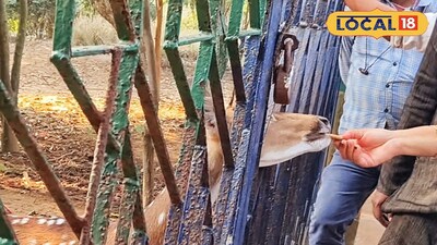 হরিণকে বিস্কুট খাওয়াচ্ছেন পর্যটকরা