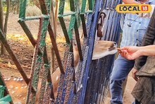 Deul Park: দেউল পার্কে নিয়ম ভাঙার প্রতিযোগিতা! নিষেধাজ্ঞা উপেক্ষা করে হরিণদের মুখে বাইরের খাবার, উদ্বেগে বন দফতর