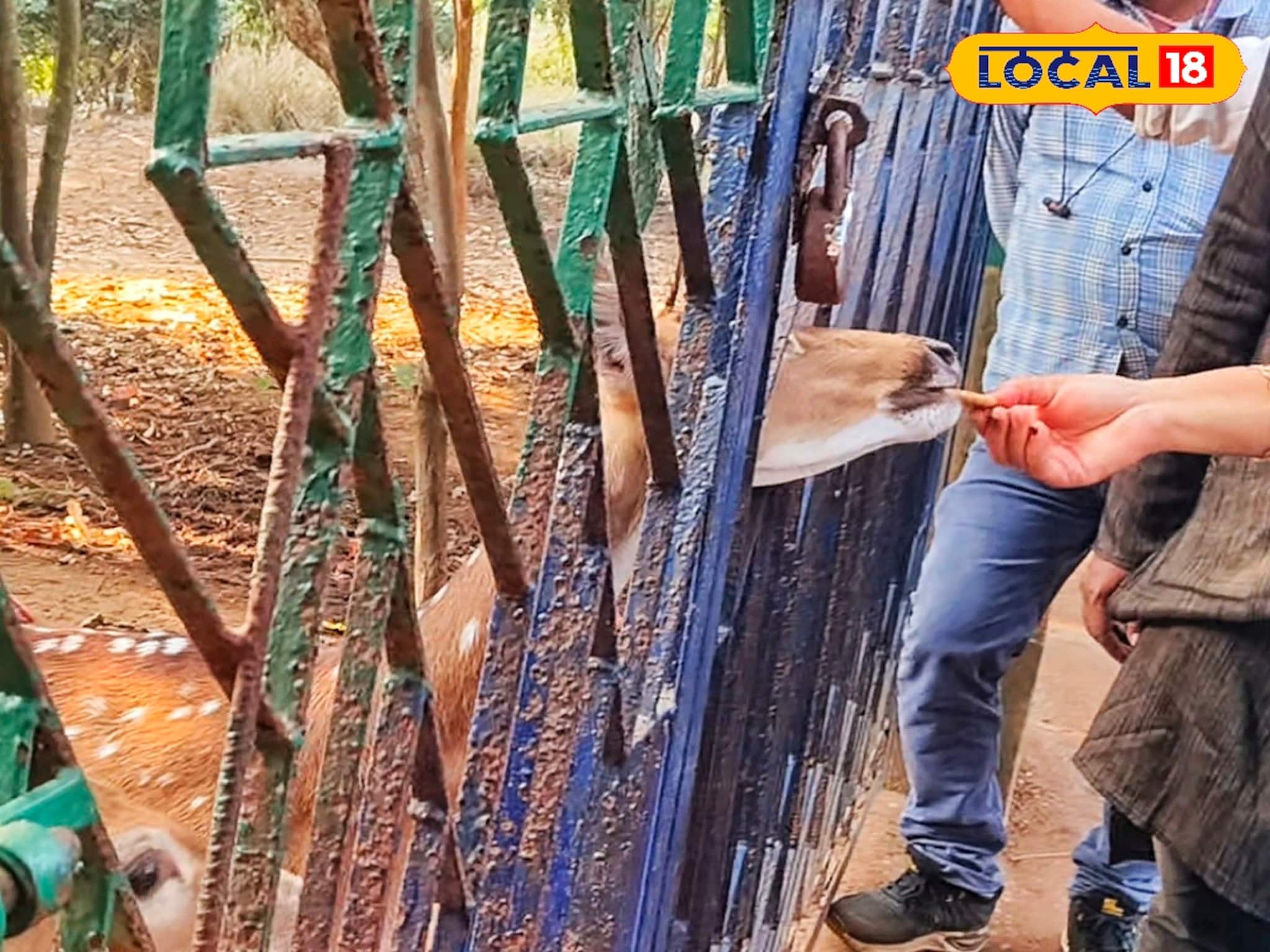 দেউল পার্কে নিয়ম ভাঙার প্রতিযোগিতা! নিষেধাজ্ঞা উপেক্ষা করে হরিণদের মুখে বাইরের খাবার দেউল পার্কে নিয়ম ভাঙার প্রতিযোগিতা! নিষেধাজ্ঞা উপেক্ষা করে হরিণদের মুখে বাইরের খাবার