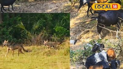 জঙ্গলে চড়ছে ছাগলের দল