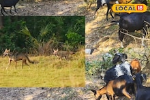 West Bardhaman News: হাওয়া হয়ে যাচ্ছে ছাগল, চুপিসাড়ে পিছু নিচ্ছে ভয়ঙ্কর শিকারী! নেপথ্যে গড় জঙ্গলের হিংস্র নেকড়ের দল