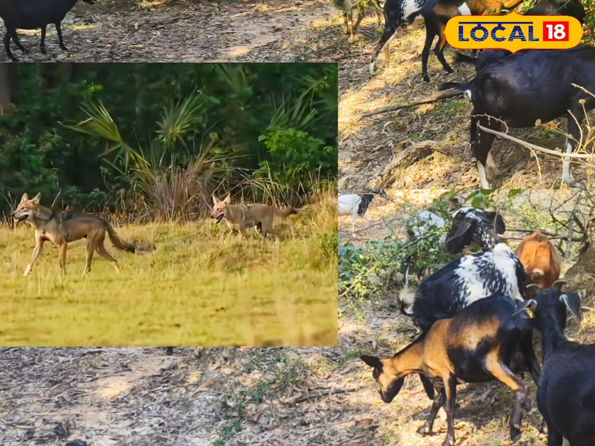 হাওয়া হয়ে যাচ্ছে ছাগল, নেপথ্যে ভয়ঙ্কর শিকারী! গড় জঙ্গলে ঘুরছে হিংস্র নেকড়ের দল