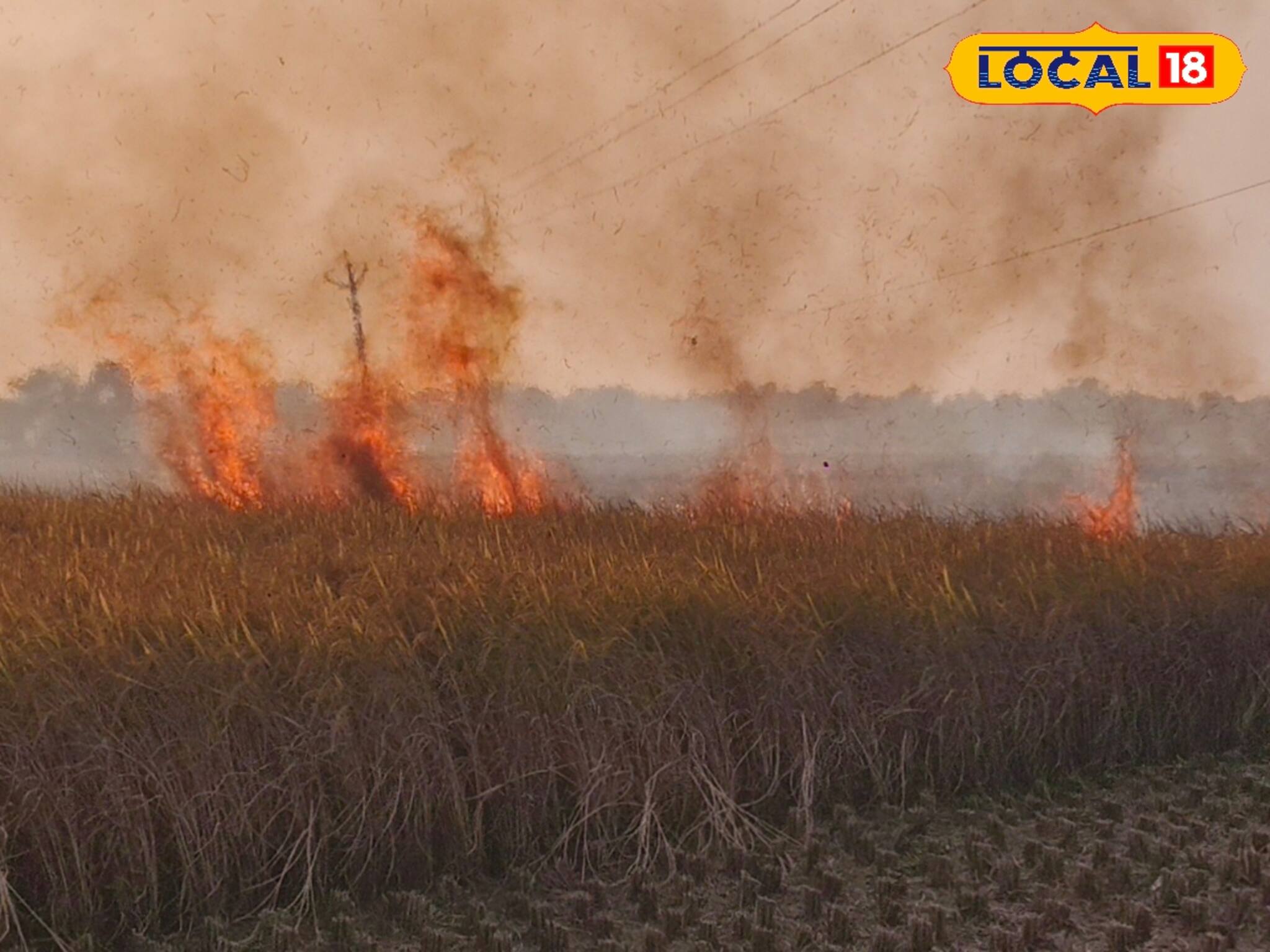 বিঘার পর বিঘা ধান জমিতে আগুন, লাখ লাখ টাকার ক্ষতি! কৃষকদের মাথায় হাত