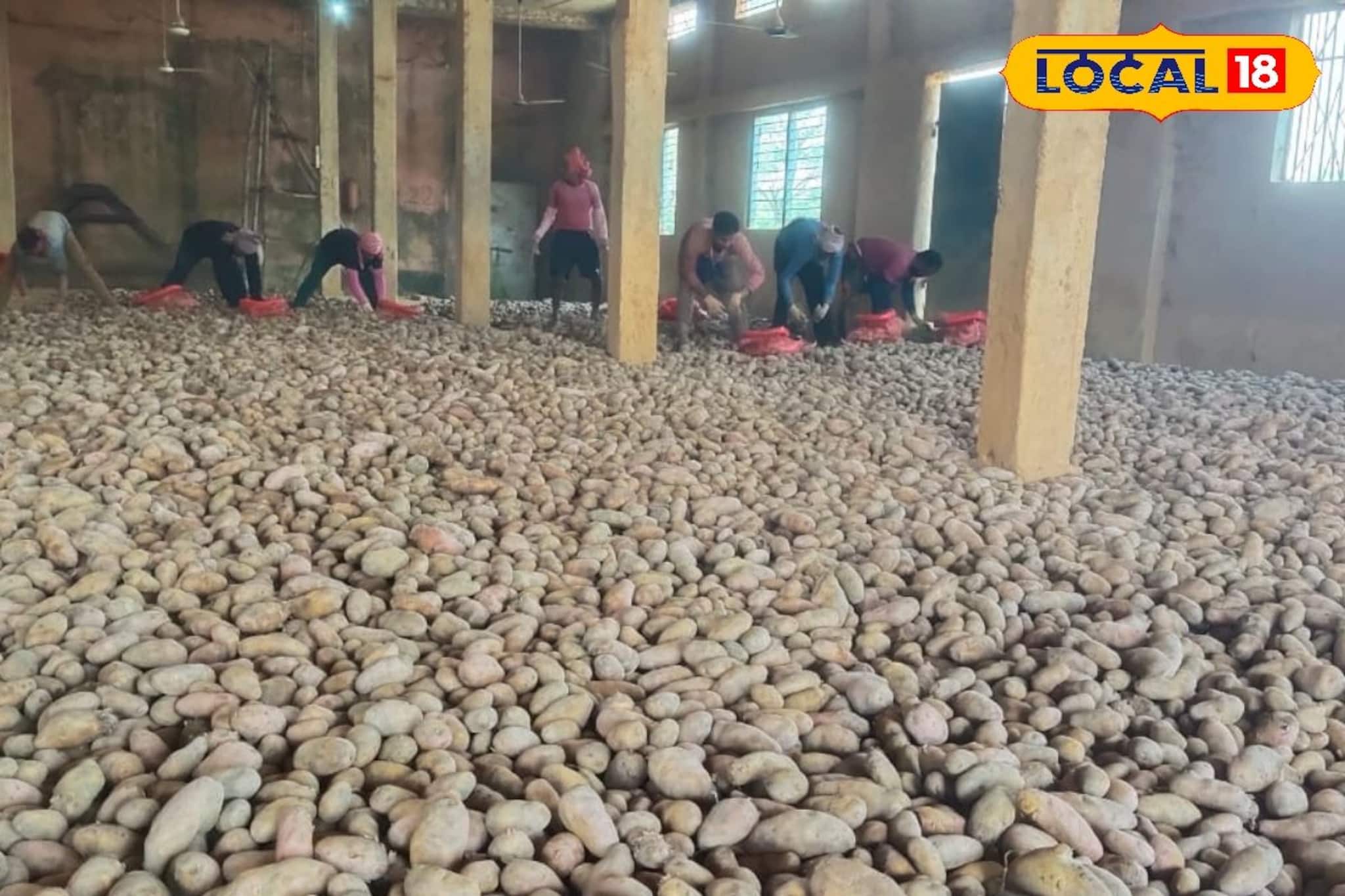 ওড়িশার বাজারে বদলাচ্ছে হিসাব, বাংলার আলু পড়ে থাকছে হিমঘরে! মাথায় হাত চাষিদের ওড়িশার বাজারে বদলাচ্ছে হিসাব, বাংলার আলু পড়ে থাকছে হিমঘরে! মাথায় হাত চাষিদের