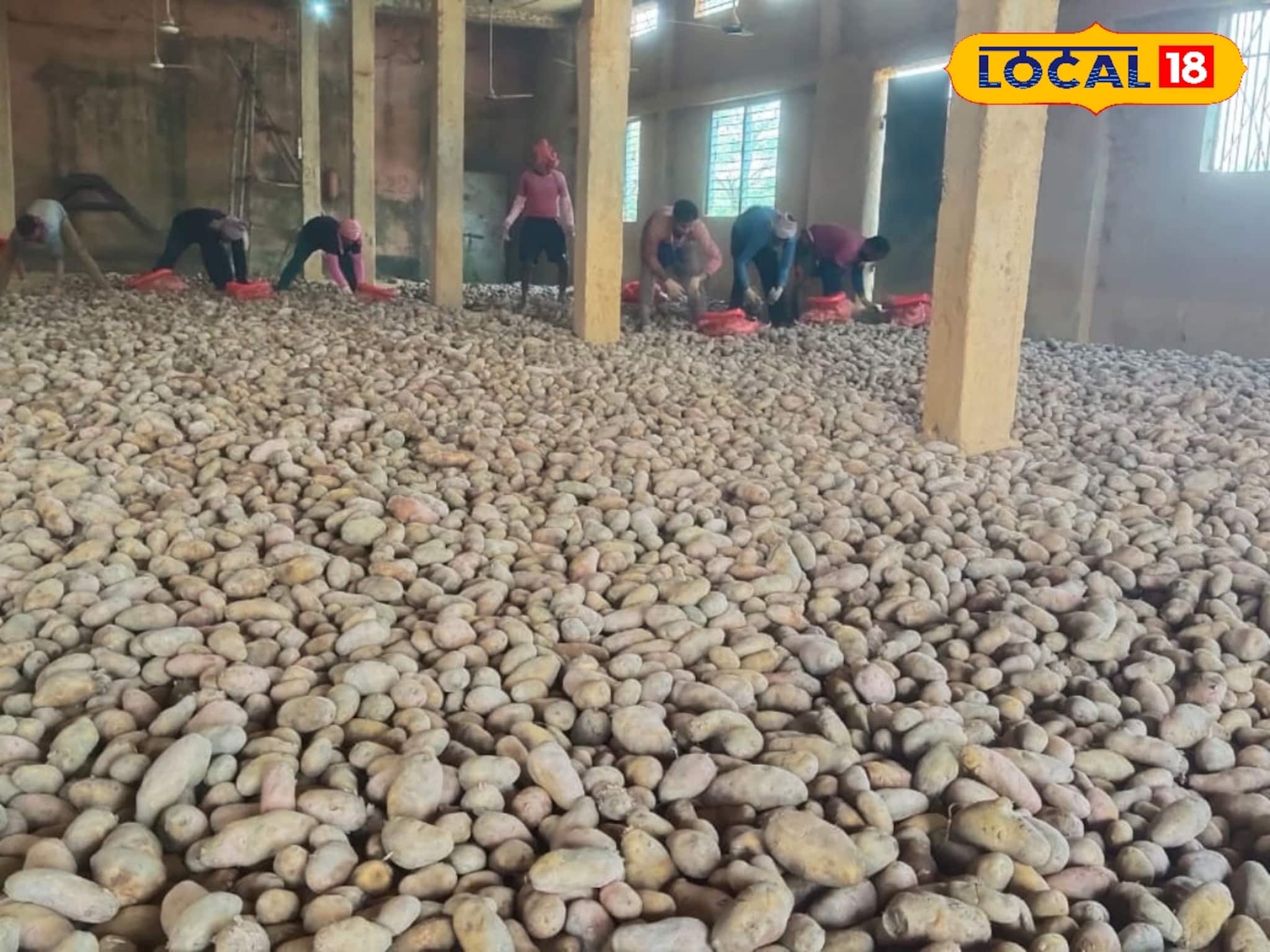 ওড়িশার বাজারে বদলাচ্ছে হিসাব, বাংলার আলু পড়ে থাকছে হিমঘরে! মাথায় হাত চাষিদের ওড়িশার বাজারে বদলাচ্ছে হিসাব, বাংলার আলু পড়ে থাকছে হিমঘরে! মাথায় হাত চাষিদের