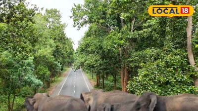 এগোচ্ছে হাতির বিশাল বহর