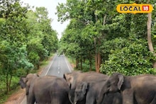 Elephant Herd: গড়বেতার রাস্তায় ৩৪ হাতির বিশাল দল, নজিরবিহীন নজরদারিতে রাজ্য সড়ক পার! এবার কোন দিকে গেল জেনে রাখুন