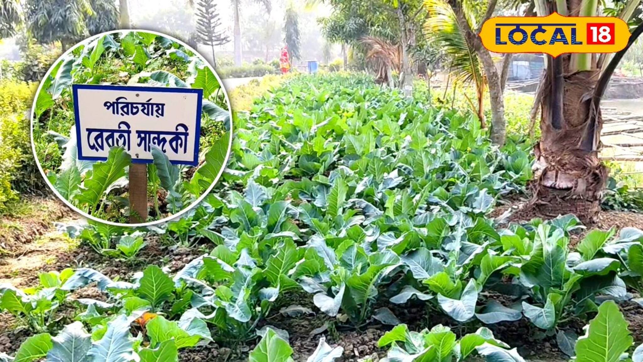 ফুলকপি থেকে পালং শাক, অনাথ আশ্রমের খুদেরা শুরু করেছে শীতের সবজি চাষ