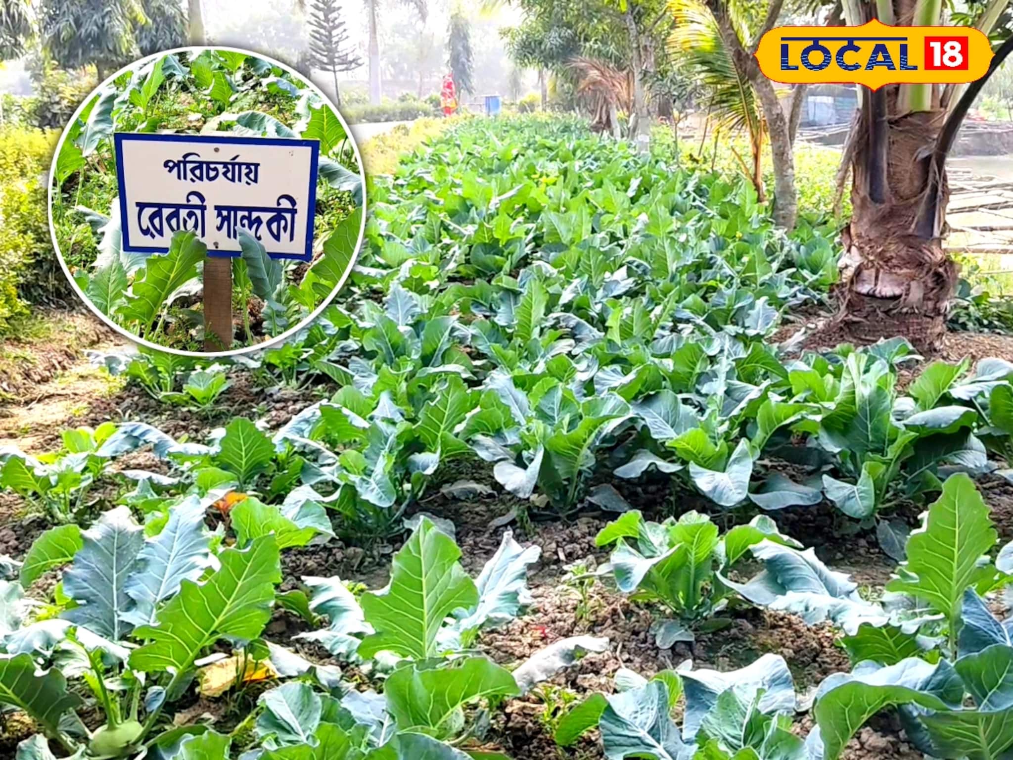 ফুলকপি থেকে পালং শাক, অনাথ আশ্রমের খুদেরা শুরু করেছে শীতের সবজি চাষ