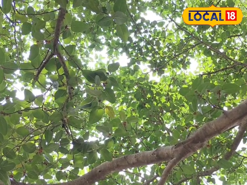 এছাড়াও রবিবার হুগলিতে একেবারে সকালের দিকে হালকা কুয়াশার দেখা মেলে। যদিও বেলা বাড়ার সঙ্গে সঙ্গে কুয়াশা কেটে রোদ ঝলমলে দিনের দেখা মিলবে। রোদ ঝলমলে দিনের দেখা মিলতেই কনকনে ঠাণ্ডা কাটবে।