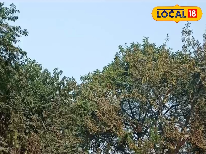 তবে এসবের মধ্যে দিন সাতেক পর সর্বনিম্ন তাপমাত্রা বেড়ে দাঁড়াতে পারে ১৯ ডিগ্রি। যদিও তাপমাত্রার চড়াই-উতরাই লক্ষ্য করা যাবে হুগলিতে অর্থাৎ তাপমাত্রা পারদ ঊর্ধ্বমুখী হওয়ার পর ফের নামবে।