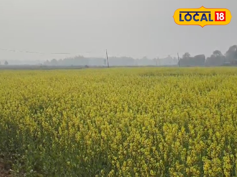 এর পাশাপাশি আলিপুর আবহাওয়া দফতরের তরফ থেকে পূর্বাভাসে জানানো হয়েছে, আগামীকাল অর্থাৎ শুক্রবার হুগলিতে সর্বনিম্ন তাপমাত্রার পারদ একই রকম থাকলেও শনিবার থেকে তা আরও কমবে। সর্বনিম্ন তাপমাত্রার পারদ ১৪ ডিগ্রিতে পৌঁছবে। রবিবারও আবহাওয়া একই রকম থাকার পর সোমবার থেকে পুনরায় সর্বনিম্ন তাপমাত্রার পারদ সামান্য ঊর্ধ্বমুখী হতে পারে। বলা যেতে হুগলিতে জাঁকিয়ে শীতের জন্য হয়তো আরও কয়েকদিনের অপেক্ষায় থাকতে হবে বাসিন্দাদের।