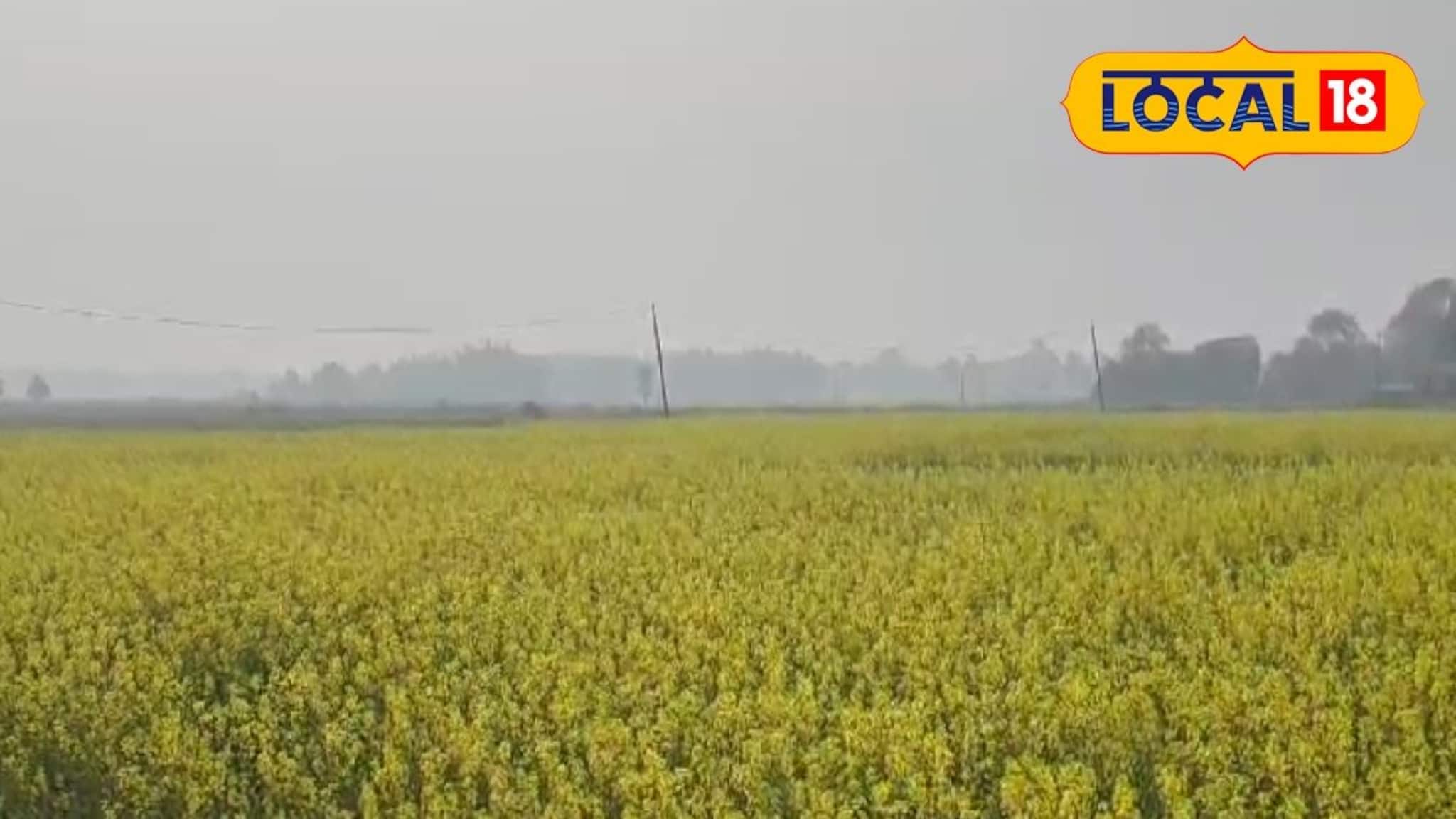 হাড় কাঁপানো ঠান্ডা, শীতের জমাটি আমেজ হুগলিতে!কবে থেকে বাড়বে তাপমাত্রা জানাল আবহাওয়া দফতর