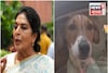 পোষ্য কুকুরকে নিয়ে সংসদে রেণুকা চৌধুরী, মন্তব্যে জোর বিতর্ক! ‘ক্ষমা চান,’ দাবি বিজেপির