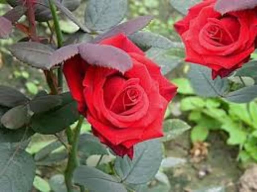 অনেকেই বাটার মিল্ক খেয়ে থাকেন আজকাল৷ শীতে যদিও চল টা একটু কম৷ বাটারমিল্কে উপকারী ব্যাকটেরিয়া থাকে যা মাটির গুণমান উন্নত করে এবং গোলাপ গাছে পুষ্টি সরবরাহ করে। টবের মাটিতে অল্প পরিমাণে বাটারমিল্ক যোগ করে এটি ব্যবহার করা যেতে পারে। এটি অতিরিক্ত পরিমাণে না দেওয়ার বিষয়ে সতর্ক থাকুন এবং শুধুমাত্র প্রয়োজন অনুসারে ব্যবহার করুন।