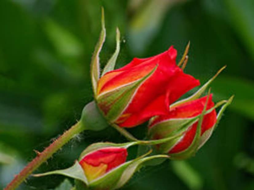  প্রথমেই আসা যাক একটা অত্যন্ত সহজলভ্য সারের কথায়৷ যাঁরা বাগানচর্চা করে থাকেন, তাঁদের কাছে অবশ্য এই সার খুব একটা অপরিচিত নয়৷ তবে, যাঁরা নতুন নতুন গাছের শখ লালন করতে শুরু করেছেন, তাঁরা জেনে রাখুন৷ ব্রেকফাস্টে আমরা অনেকেই শীতকালে চা, পাউরুটি, ডিম সেদ্ধ, কলা সহযোগে খেয়ে থাকি৷ এর মধ্যে তিনটিতেই লুকিয়ে রয়েছে দুর্দান্ত সারের রহস্য৷ 